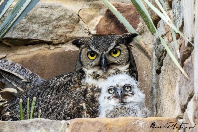 Athena Great Horned Owl 2025